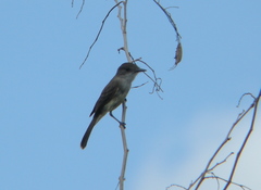 Myiarchus yucatanensis