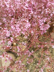 Chorizanthe fimbriata