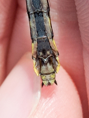 Hylogomphus abbreviatus