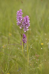 Dactylorhiza × braunii