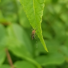 Aedes canadensis canadensis