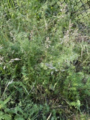 Poaceae