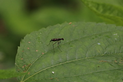 Rainieria antennaepes