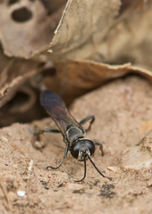 Liris subtessellatus