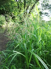 Scirpus sylvaticus