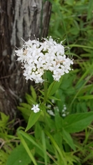 Valeriana uliginosa