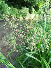 Scirpus sylvaticus