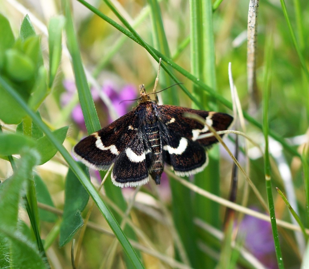 Wavy-barred Sable
