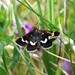 Pyrausta nigrata - Photo (c) Ben Sale, alguns direitos reservados (CC BY)