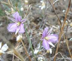 Thysanotus baueri