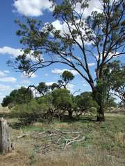 Eucalyptus largiflorens