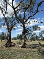Eucalyptus largiflorens