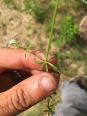 Galium labradoricum