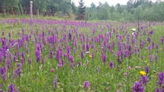 Dactylorhiza × braunii