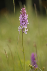 Dactylorhiza × braunii