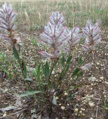 Ptilotus semilanatus