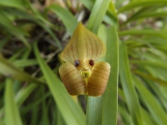 Maxillaria egertoniana