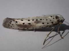 Yponomeuta irrorellus