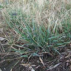 Enteropogon acicularis