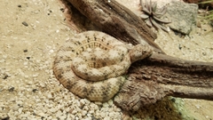 Crotalus mitchellii