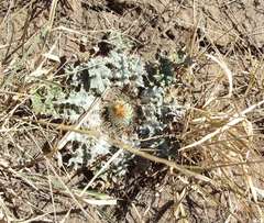 Onopordum acaulon