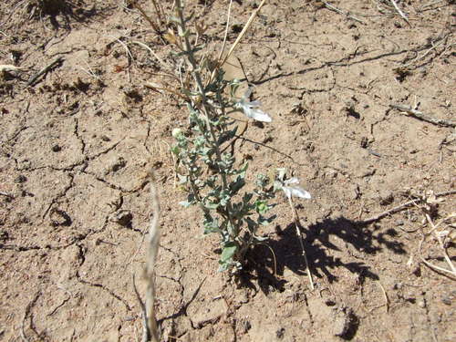 Image of Teucrium racemosum by (c) wendy_moore, some rights reserved (CC BY)