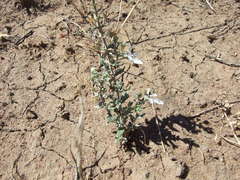 Teucrium racemosum