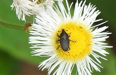 Odontocorynus salebrosus