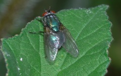 Eudasyphora cyanella
