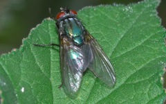 Eudasyphora cyanella