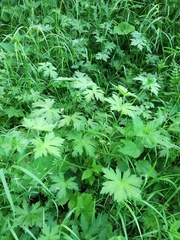 Geranium palustre