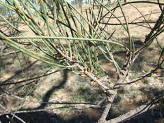 Allocasuarina luehmannii