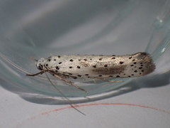 Yponomeuta irrorellus