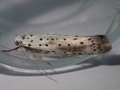 Yponomeuta irrorellus