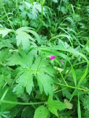 Geranium palustre