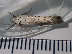 Yponomeuta irrorellus