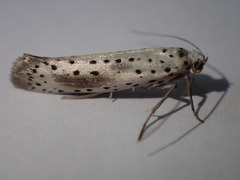 Yponomeuta irrorellus