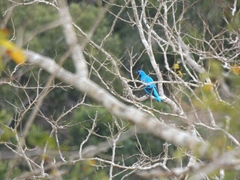 Cotinga amabilis