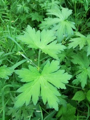 Geranium palustre