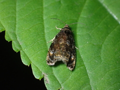 Pristerognatha