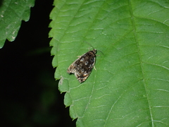 Pristerognatha
