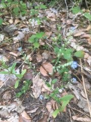 Myosotis ramosissima