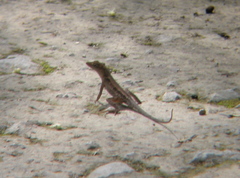 Anolis tropidonotus