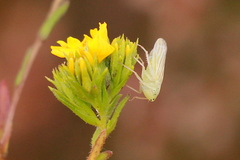 Pagaronia tredecimpunctata