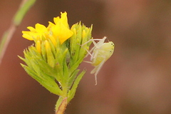 Pagaronia tredecimpunctata