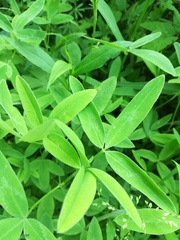Trifolium medium