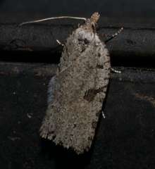 Meritastis polygraphana