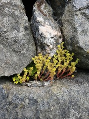 Sedum annuum