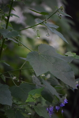 Kearnemalvastrum lacteum