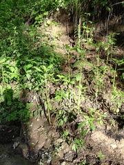 Impatiens glandulifera